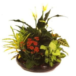 Planta natural de interior disponible en la floristería de Vigo