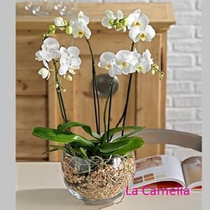Planta natural de interior disponible en la floristería de Vigo