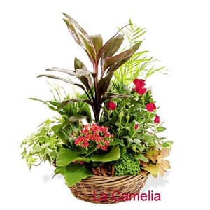Planta natural de interior disponible en la floristería de Vigo