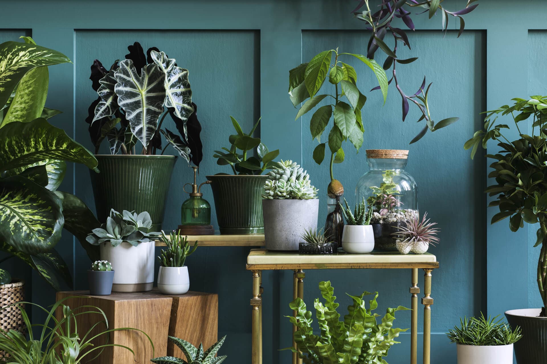 Plantas de interior adaptadas a la luz indirecta de una vivienda