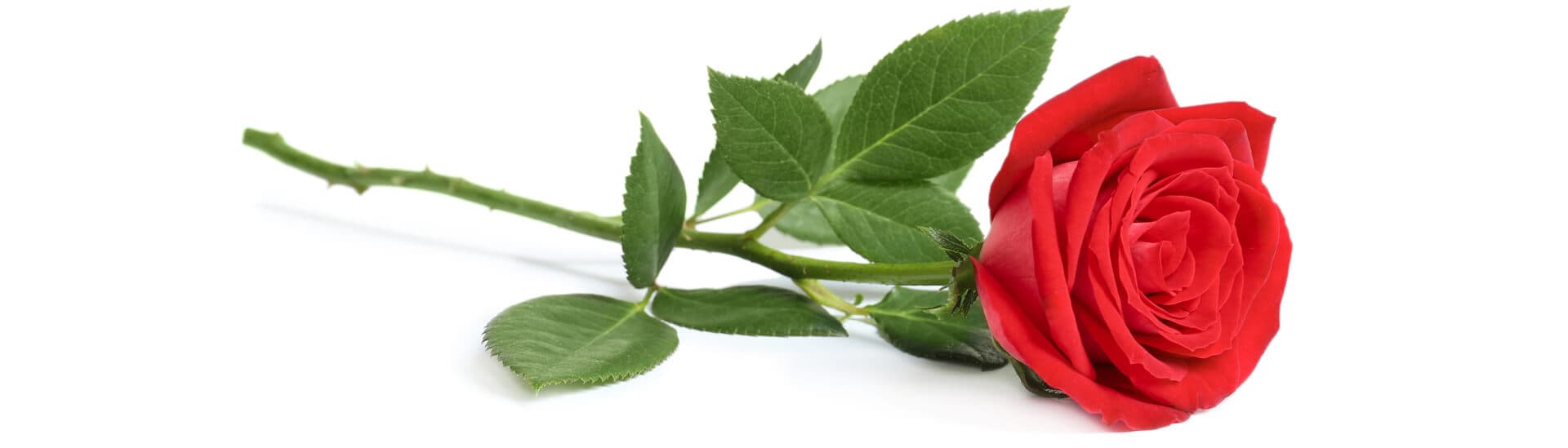 Rosas preparadas para su envío urgente a domicilio en Vigo